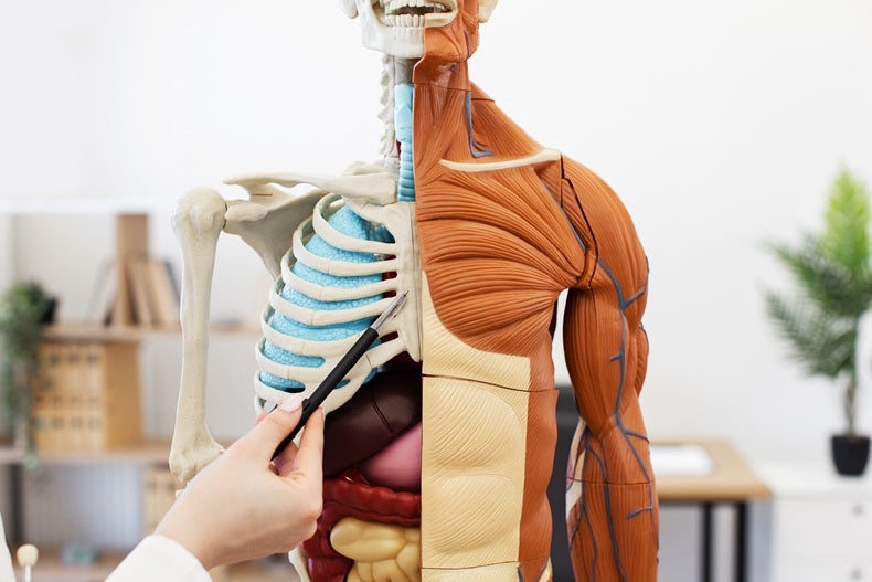 Kollagen & neuromuskuläre Gesundheit: Was die Wissenschaft wirklich zeigt