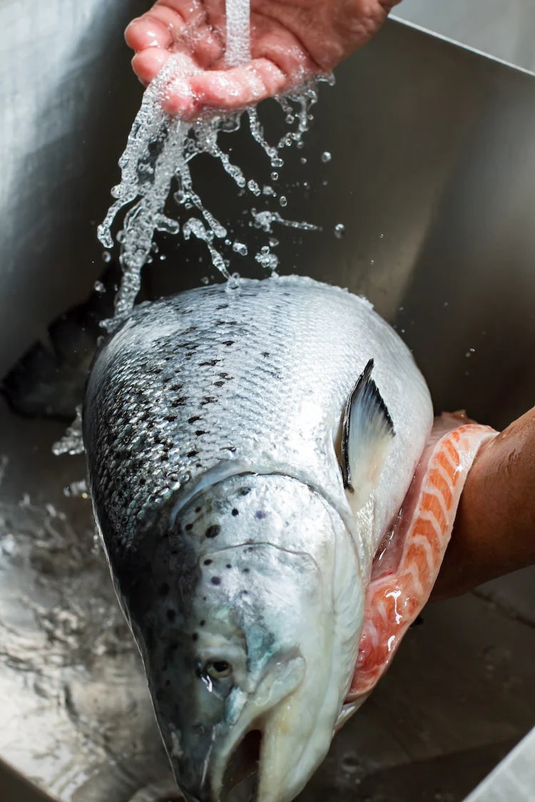 Nahaufnahme einer Hand, die unter fließendem Wasser einen großen Lachs wäscht.